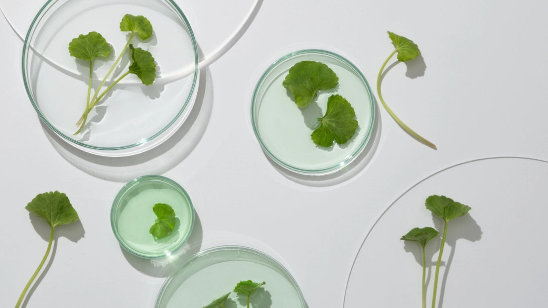 La Centella Asiatica en Cosmétique : De la Plante Traditionnelle aux Cellules Souches Innovantes